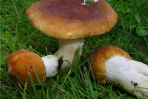 Ciuperci Russula fotografie arata ca, o descriere, specii, în cazul în care există, cum să gătească, video