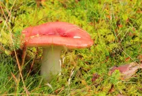 Ciuperci Russula fotografie arata ca, o descriere, specii, în cazul în care există, cum să gătească, video