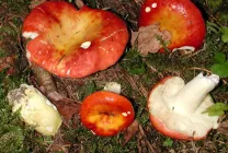 Ciuperci Russula fotografie arata ca, o descriere, specii, în cazul în care există, cum să gătească, video