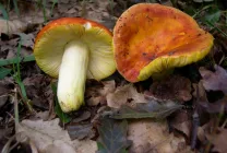 Ciuperci Russula fotografie arata ca, o descriere, specii, în cazul în care există, cum să gătească, video