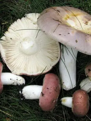 Gombák Russula fotó és leírás fajta hasznos tulajdonságai ehető syroezhek (zöldes, nőnek barna,