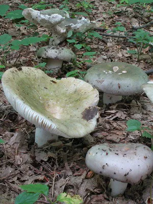 Gombák Russula fotó és leírás fajta hasznos tulajdonságai ehető syroezhek (zöldes, nőnek barna,