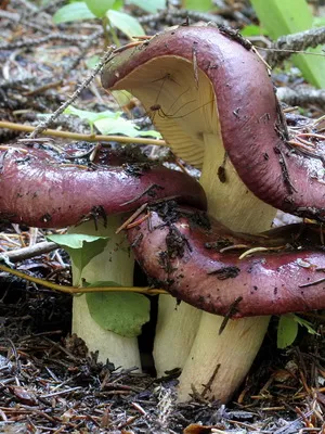 Gombák Russula fotó és leírás fajta hasznos tulajdonságai ehető syroezhek (zöldes, nőnek barna,