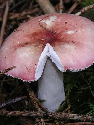 Gombák Russula fotó és leírás fajta hasznos tulajdonságai ehető syroezhek (zöldes, nőnek barna,