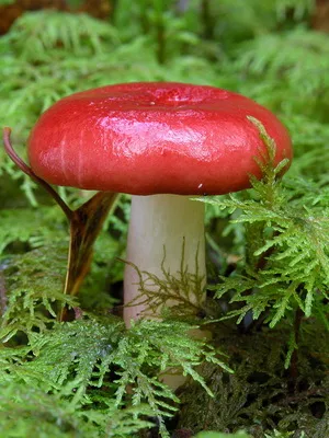 Gombák Russula fotó és leírás fajta hasznos tulajdonságai ehető syroezhek (zöldes, nőnek barna,