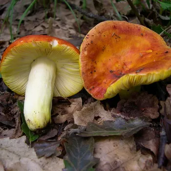 Gombák Russula fotó és leírás fajta hasznos tulajdonságai ehető syroezhek (zöldes, nőnek barna,