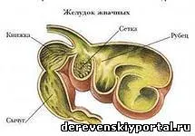 Храносмилането на овце, селския живот