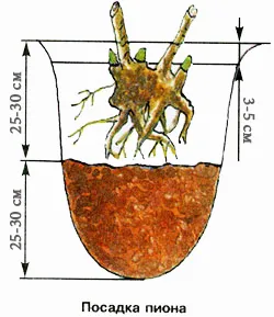 Bujorului de plantare a copacilor și îngrijire în câmp deschis