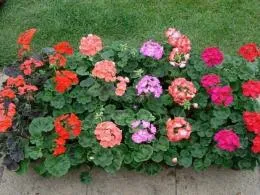 Pelargonium, îngrijire și cultivare, muscata în design peisagistic zona de tramvai