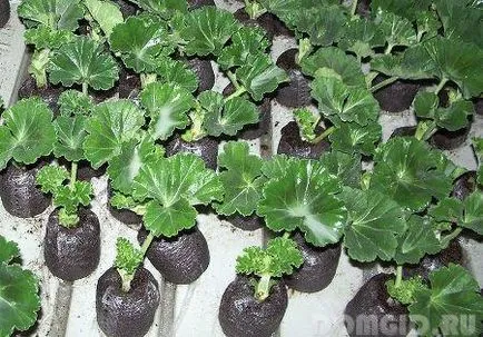 Pelargonium, îngrijire și cultivare, muscata în design peisagistic zona de tramvai