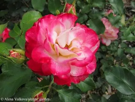 trandafiri pepinieră rozites Letonia - alonin gradina