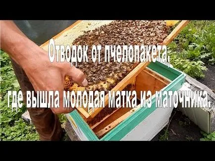 Bee пакети в пчелина