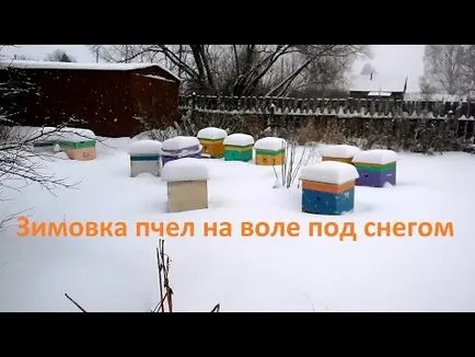 Bee пакети в пчелина