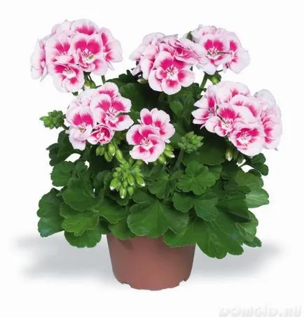 Pelargonium, ellátás és a művelési, muskátli kerttervezés kertvárosi övezetben