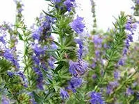 Isop officinalis, tratamentul isop de droguri