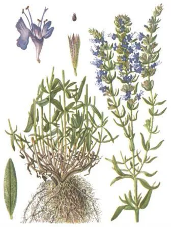 Isop officinalis, tratamentul isop de droguri