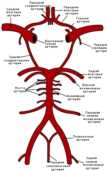 Accident vascular cerebral ischemic - tablou clinic