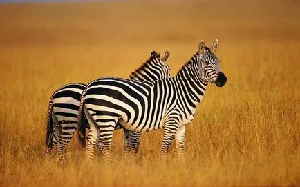 Érdekességek a zebrák
