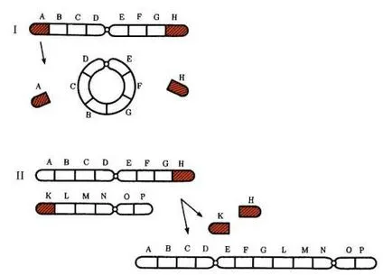 Modificări în organizarea structurală a cromozomilor