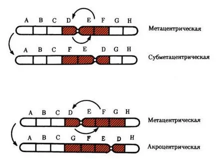 Változások a szervezeti felépítését kromoszómák