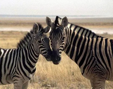 Érdekességek a zebrák