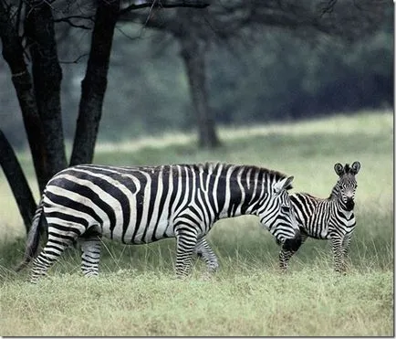 Fapte interesante despre zebre