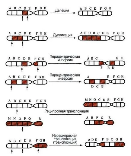 Modificări în organizarea structurală a cromozomilor