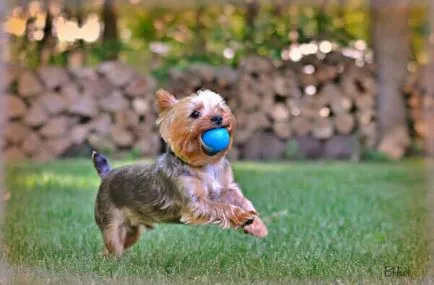 Yorkshire Terrier rasa Standard