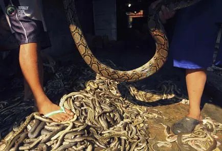 Cum pungi sunt distractiv de șarpe!
