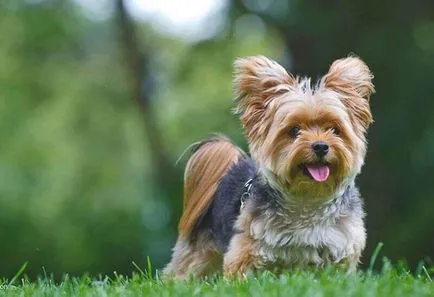 Yorkshire Terrier fajtastandard