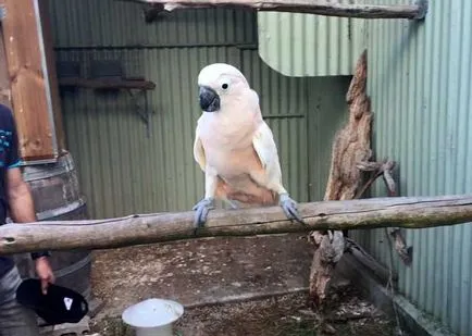 Dansul cacadu, caracterul cacaduu (fotografii și video)