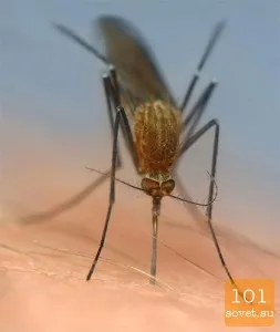Как да се отървем от комари, 101 полезни съвети