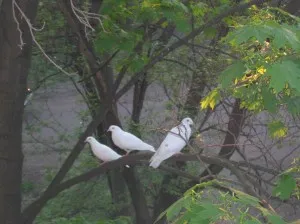 Ca porumbel gaseste acasa fel, porumbei pe nunta pentru tine la Moscova