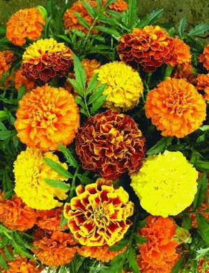 Mi körömvirág fajták a legnépszerűbb a kertészetben (Fotó fajták)