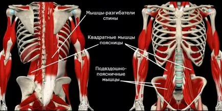 Как да се определи прекомерното огъване в кръста