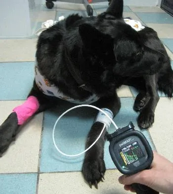 Как да се измери куче кръвно налягане и котка
