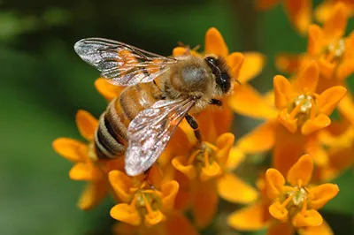 Hogyan kerüljük el a méh csípése, hogy azok bosszantó