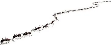Cum furnicile găsi drumul lor de origine, și ghidată