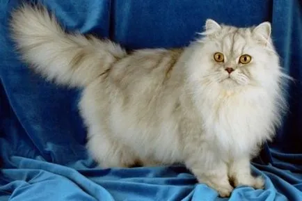 Cum să vă spălați pisica persana - cum de a vindeca eczeme la pisici - de îngrijire și educație
