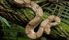 Какво е името безкрак гущер, който често е погрешно за змия
