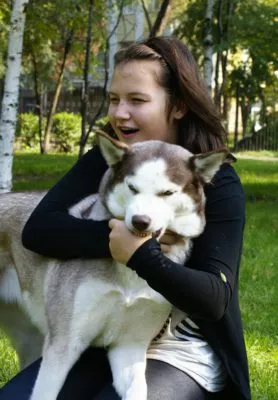 Hogyan elválaszt egy kiskutya csípős - husky Magyarország