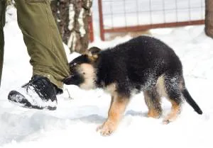 Cum se intarca un Beagle, husky, Labrador Shepherd catelus musca, germană