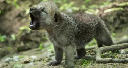 Cum se intarca un catelus musca - Husky România