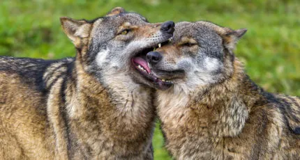 Cum se intarca un catelus musca - Husky România