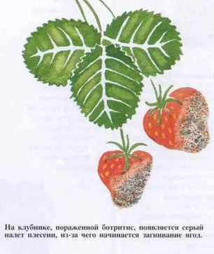 Как да победим сивото гниене Botrytis