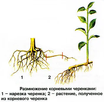 Как да стигнем, собствени корени череша разсад растат