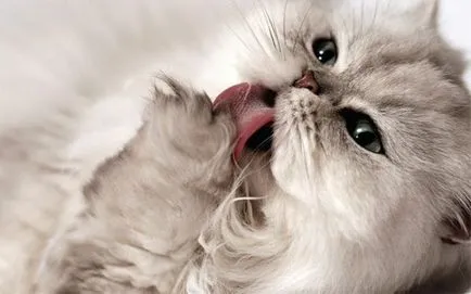 Как да почистите вашия нос Персийска котка