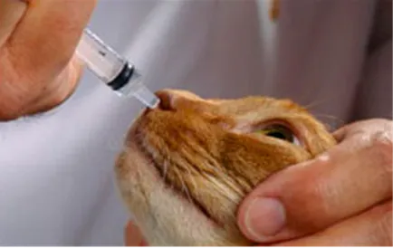 Cum pentru a curăța nas pisica persana