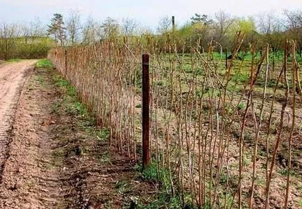 Hogyan kap egy nagy termés málna és ribizli, 6 hektáros