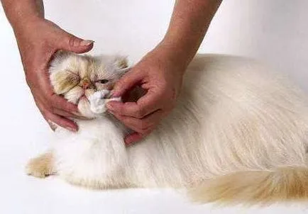 Cum pentru a curăța nas pisica persana
